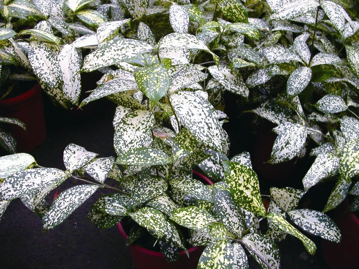 植物教室 葉如繁星密布的星點木