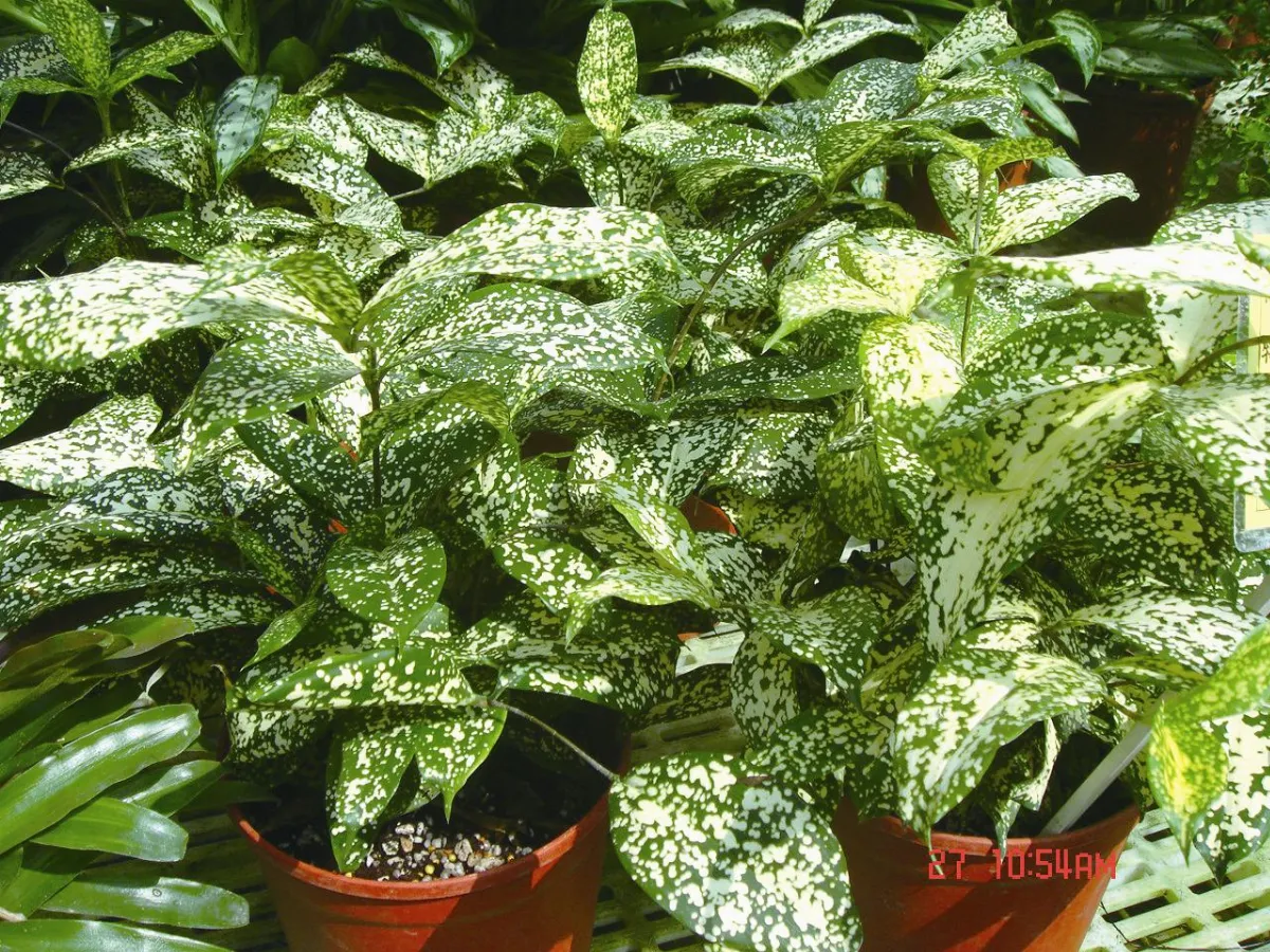 植物教室 葉如繁星密布的星點木