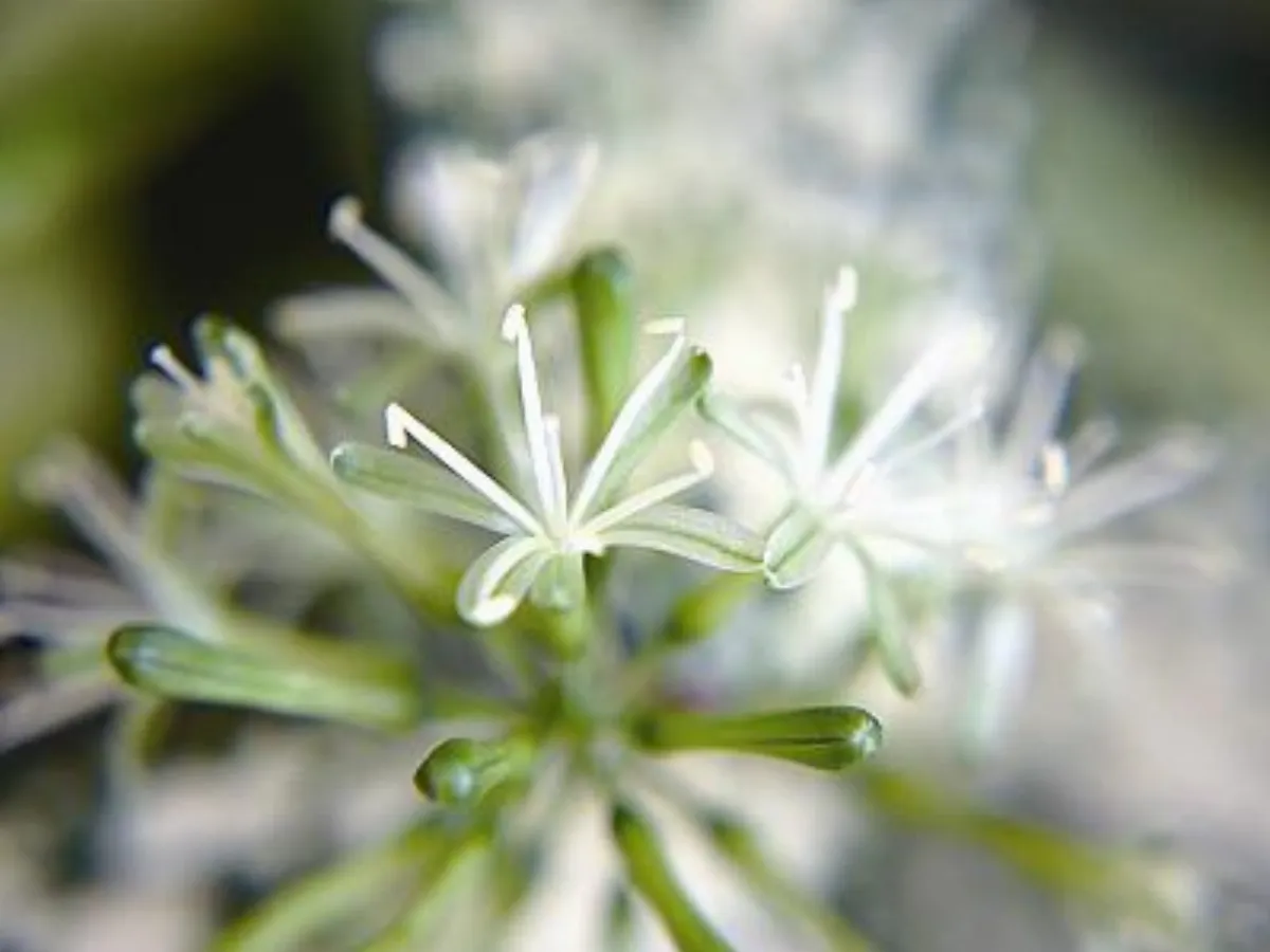 植物教室 葉如繁星密布的星點木