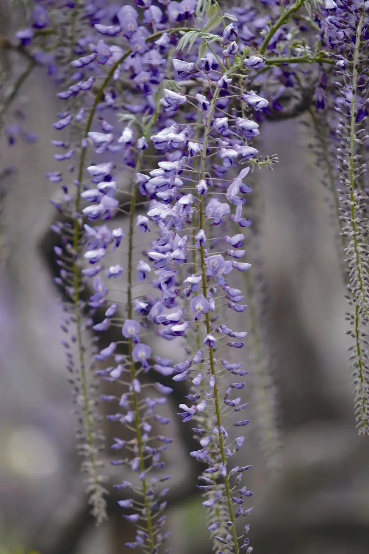 草木有情 春之髮鈿