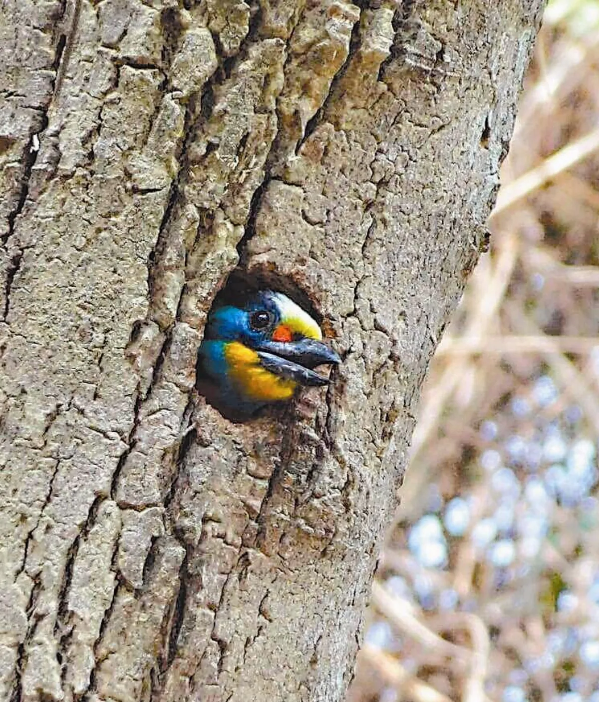 生活快門 叩叩叩，誰來了？