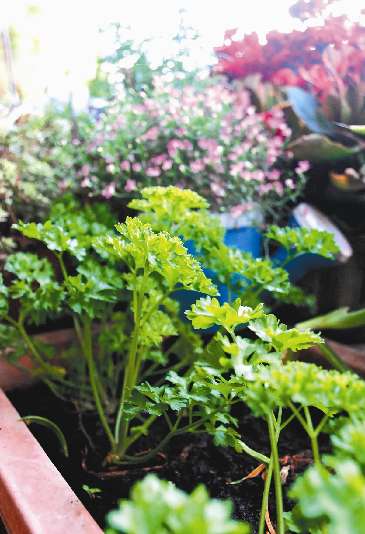 逸饗蔬食 什蔬生菜沙拉佐雙醬