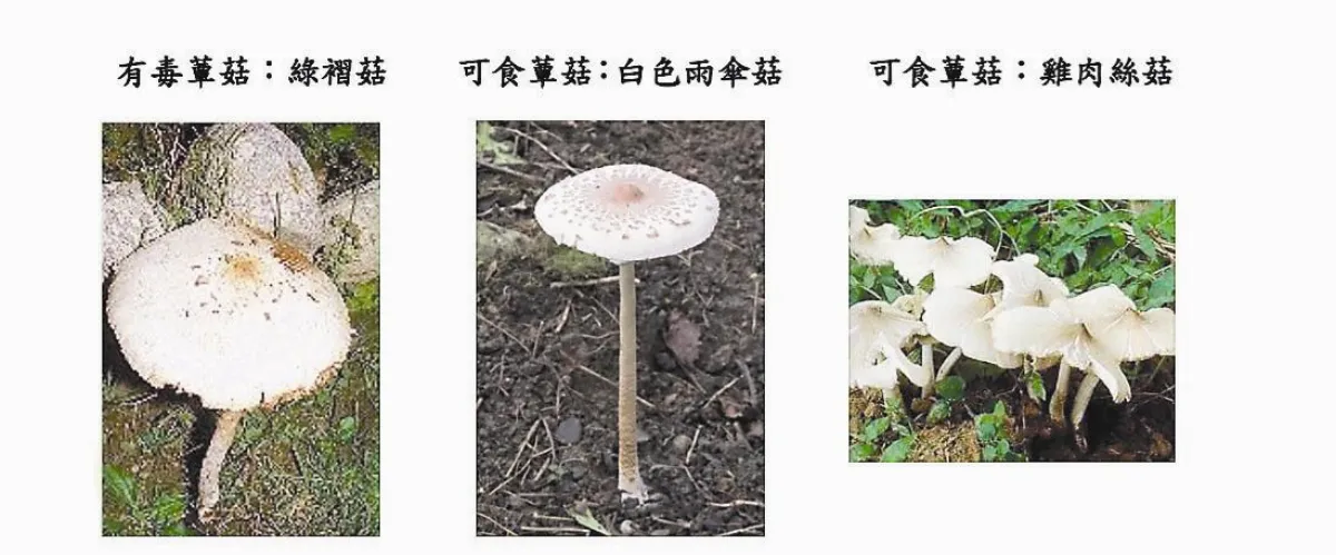 天然ㄟ未必尚好…… 這3種植物有毒 別被騙了