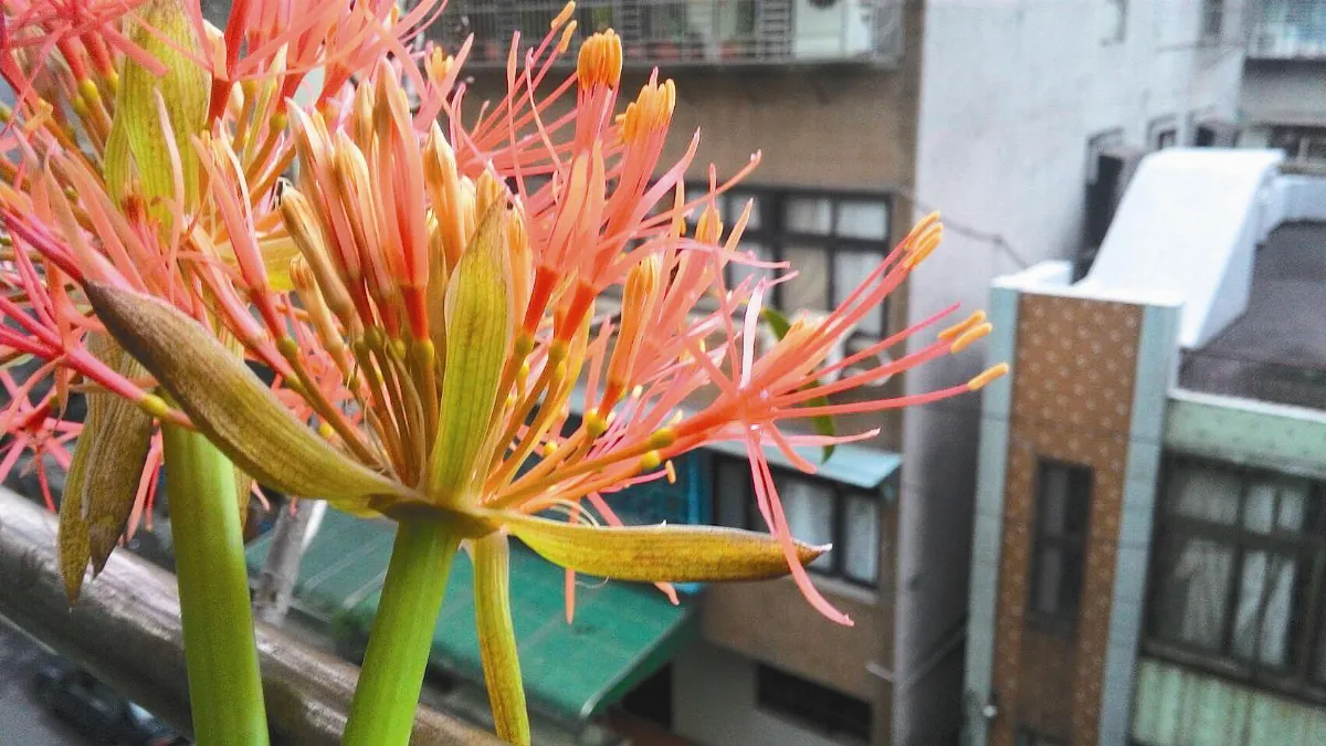 我家的植物收容所