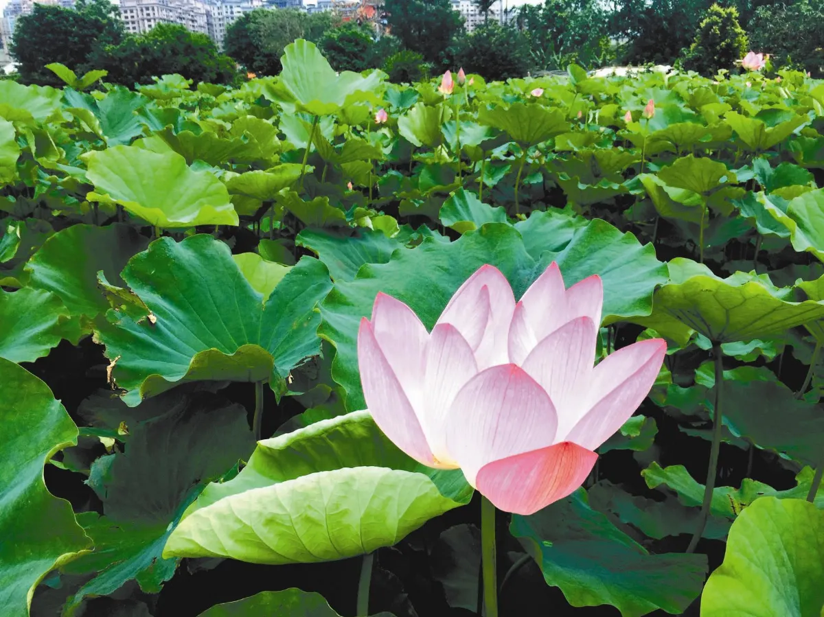 新北5賞荷祕境 豔麗迎賓
