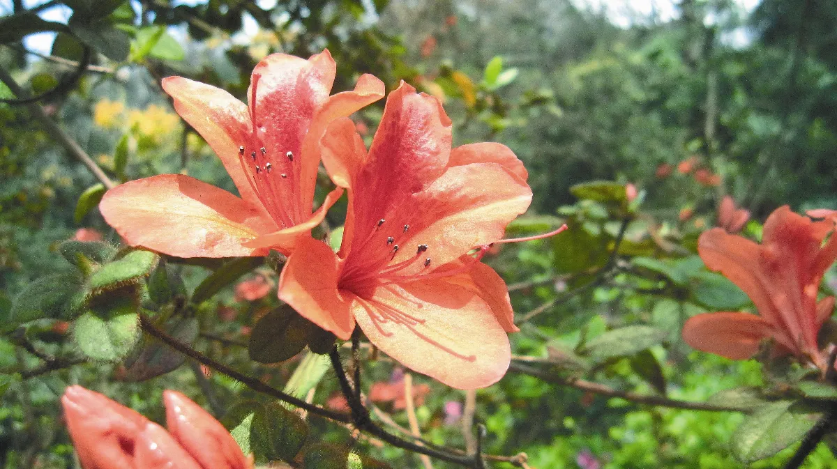 生命中有花