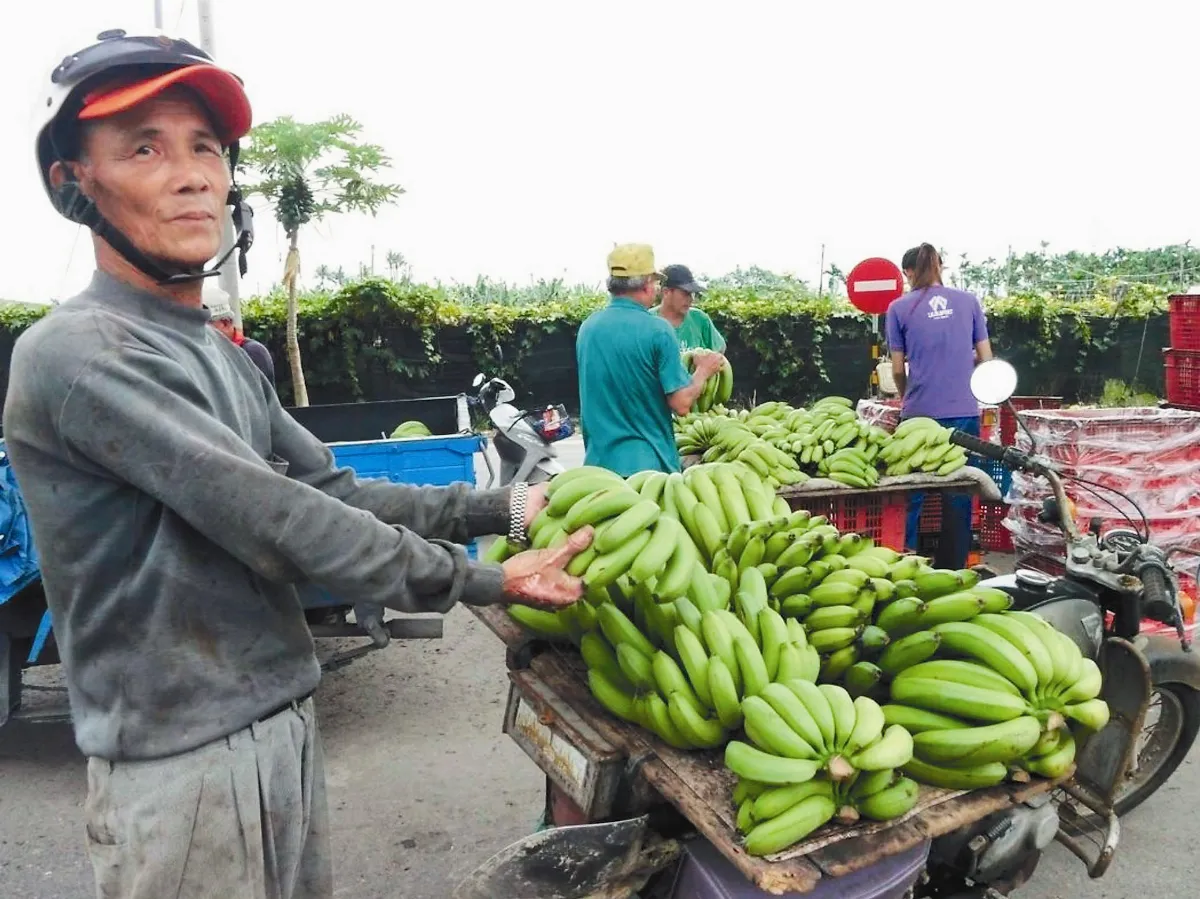 農委會出招救蕉  加工拚外銷