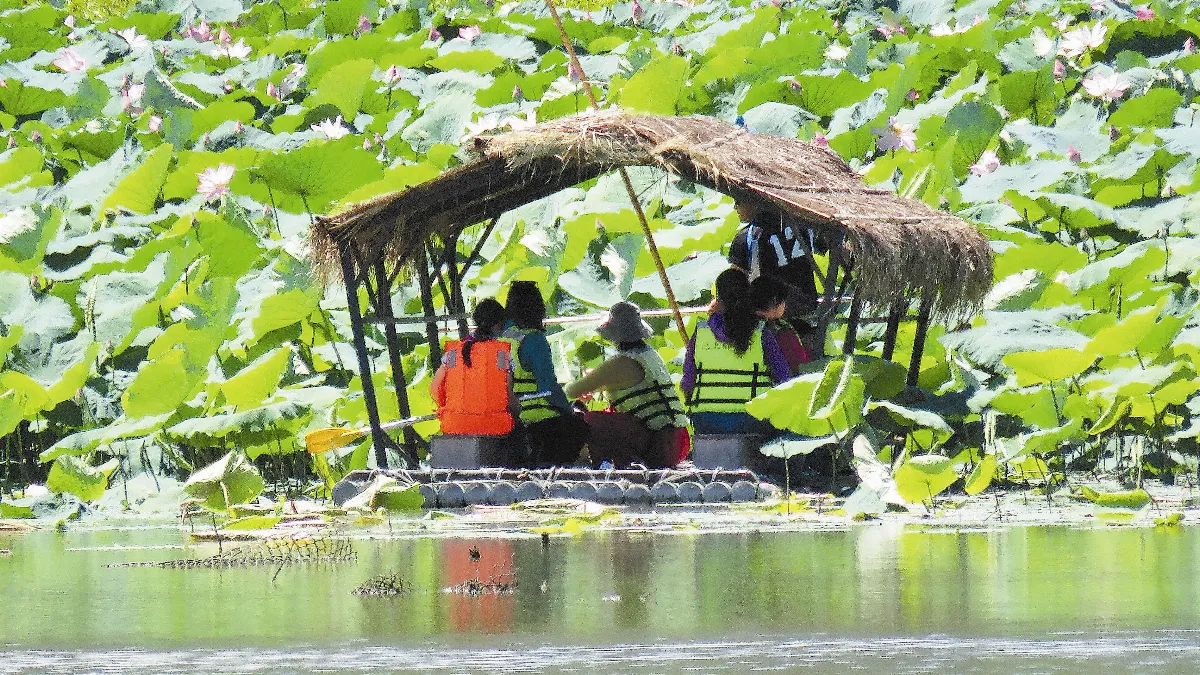 划竹筏採蓮 消暑護生態