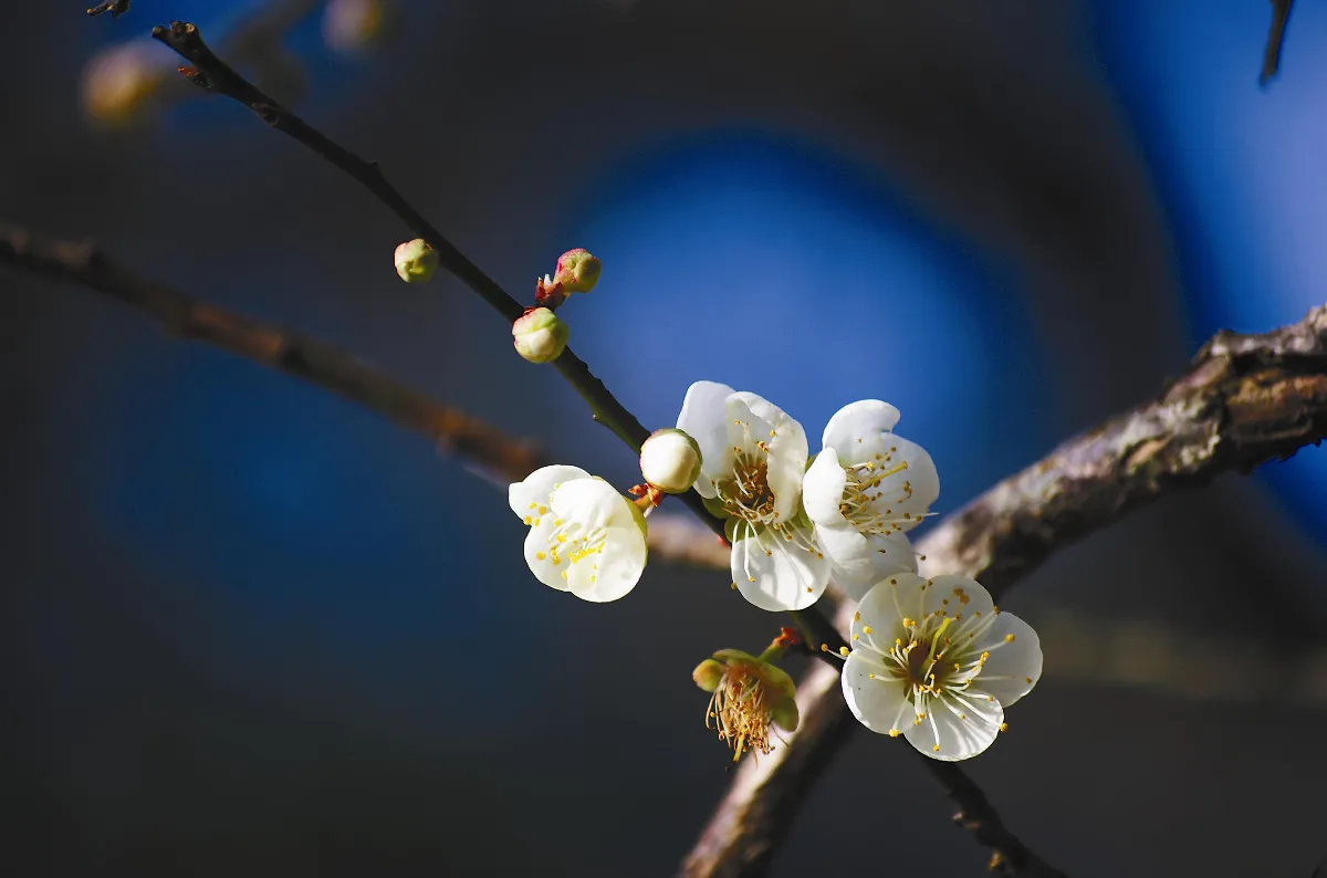 【剎那永恆】梅花