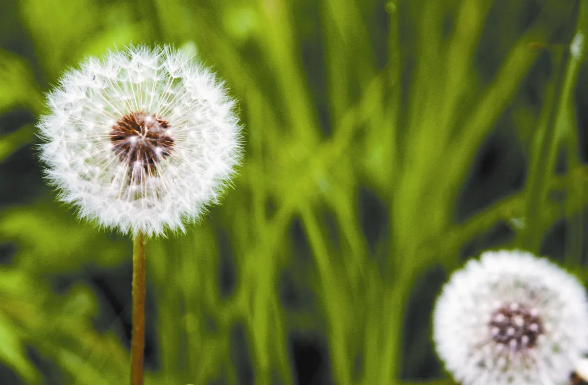 夜懸明鏡青天上 房思琪的逃生術
