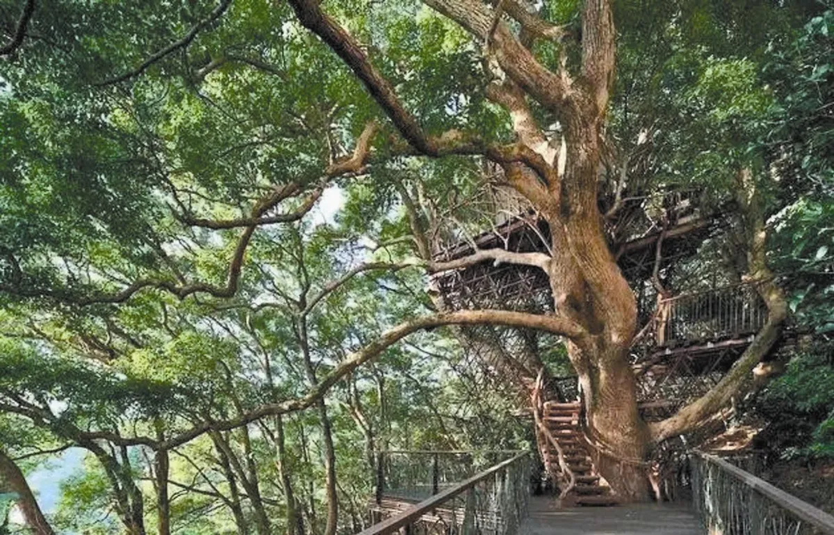 日建築師 建百座樹屋