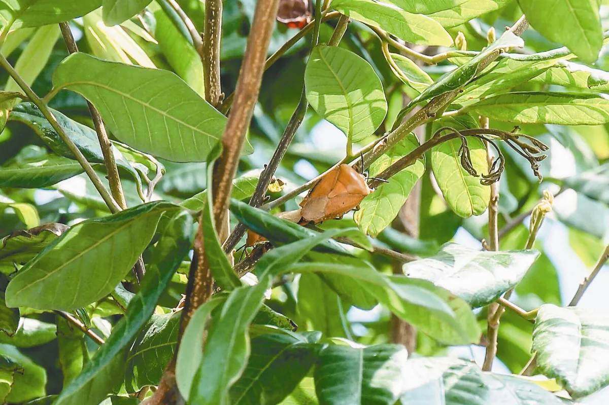 荔枝椿象危害大 平腹小蜂出征