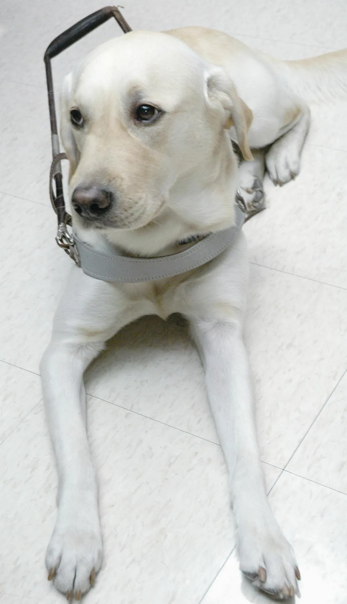 小風 徐行   導盲犬  給我的一堂課
