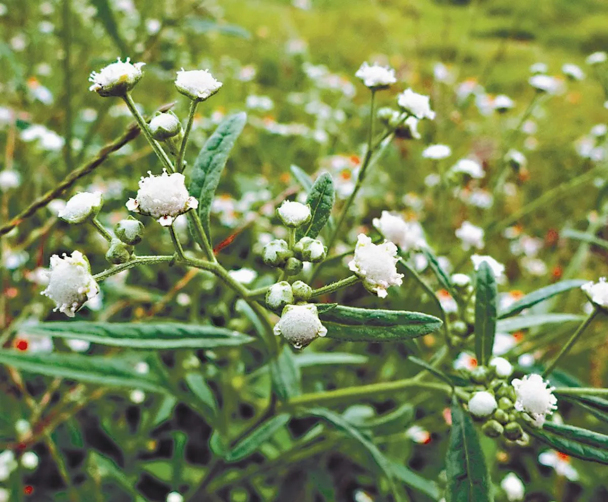 銀膠菊好毒 拔草掛急診