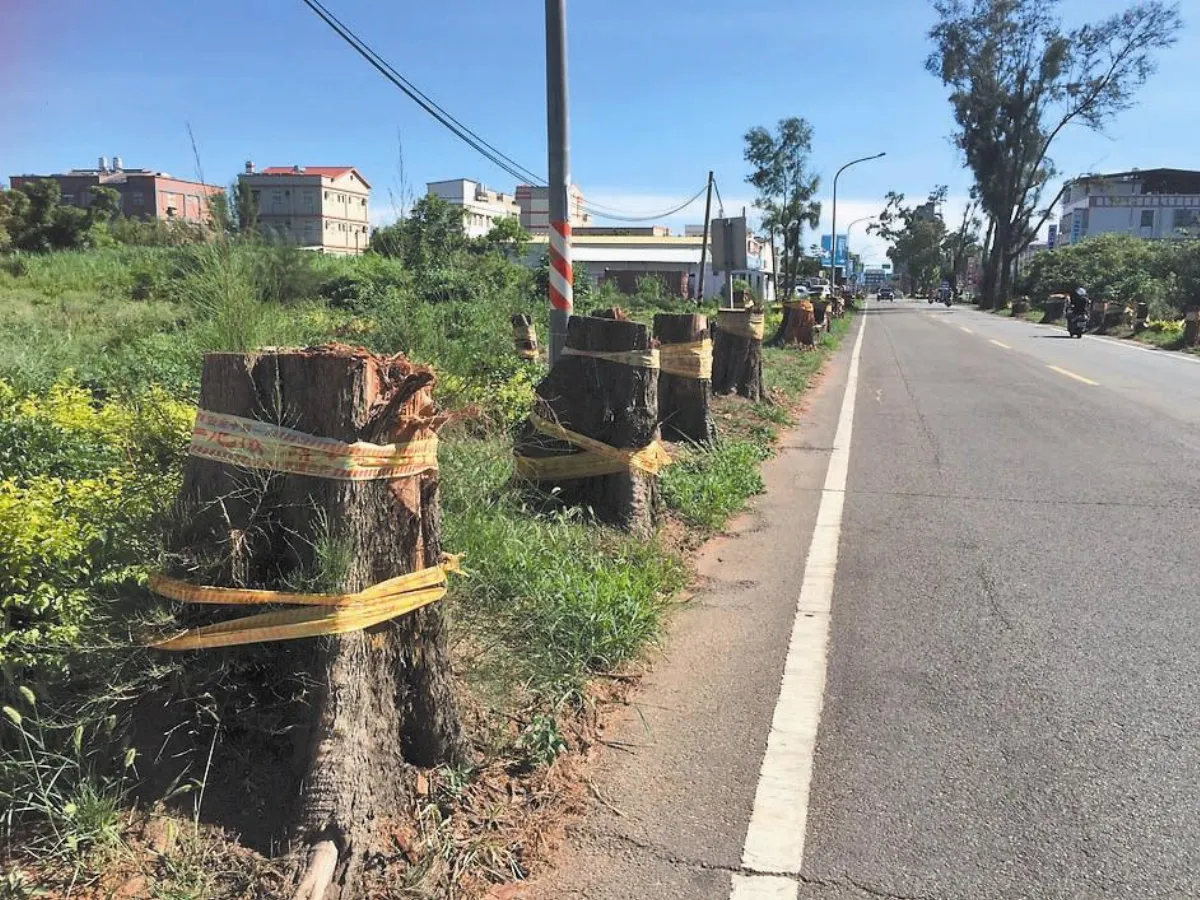 砍130棵路樹 金門挨批草率