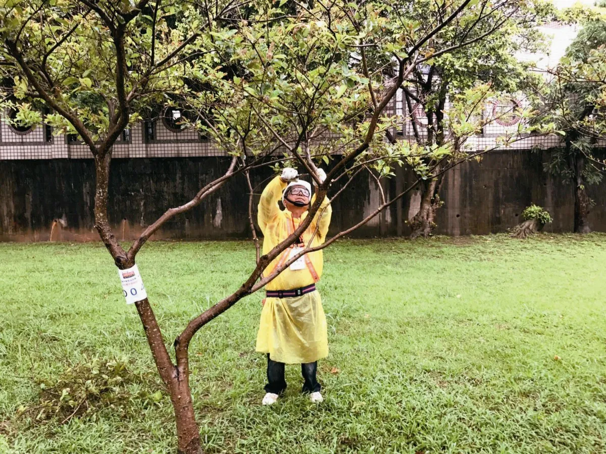修剪樹木要認證 老師傅也卡關