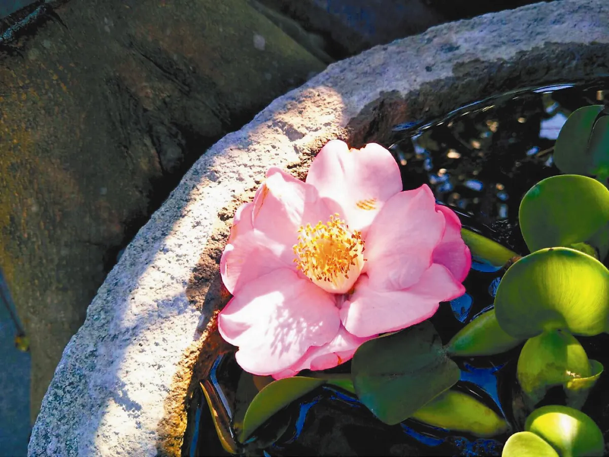 生命不二 取與捨，其實都是我執