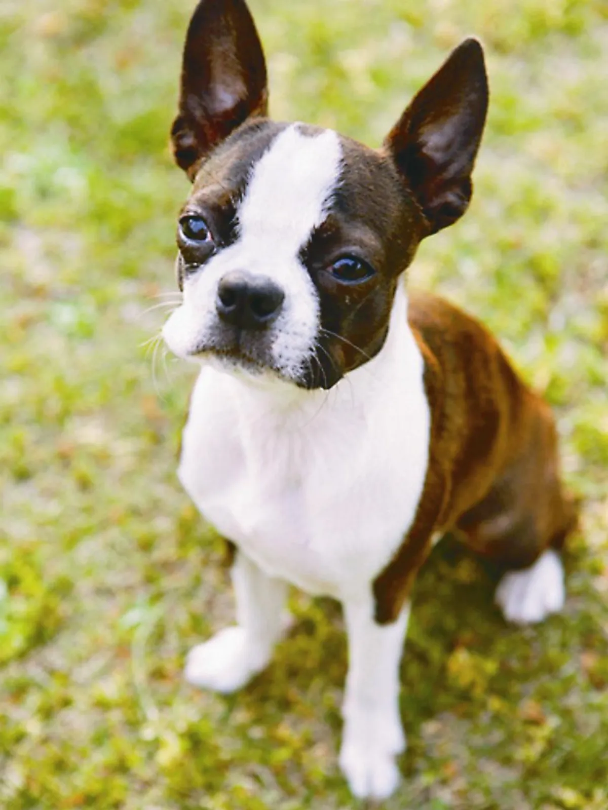 首次投入就看到煉獄…  高晨鈞 捨身救援毛小孩