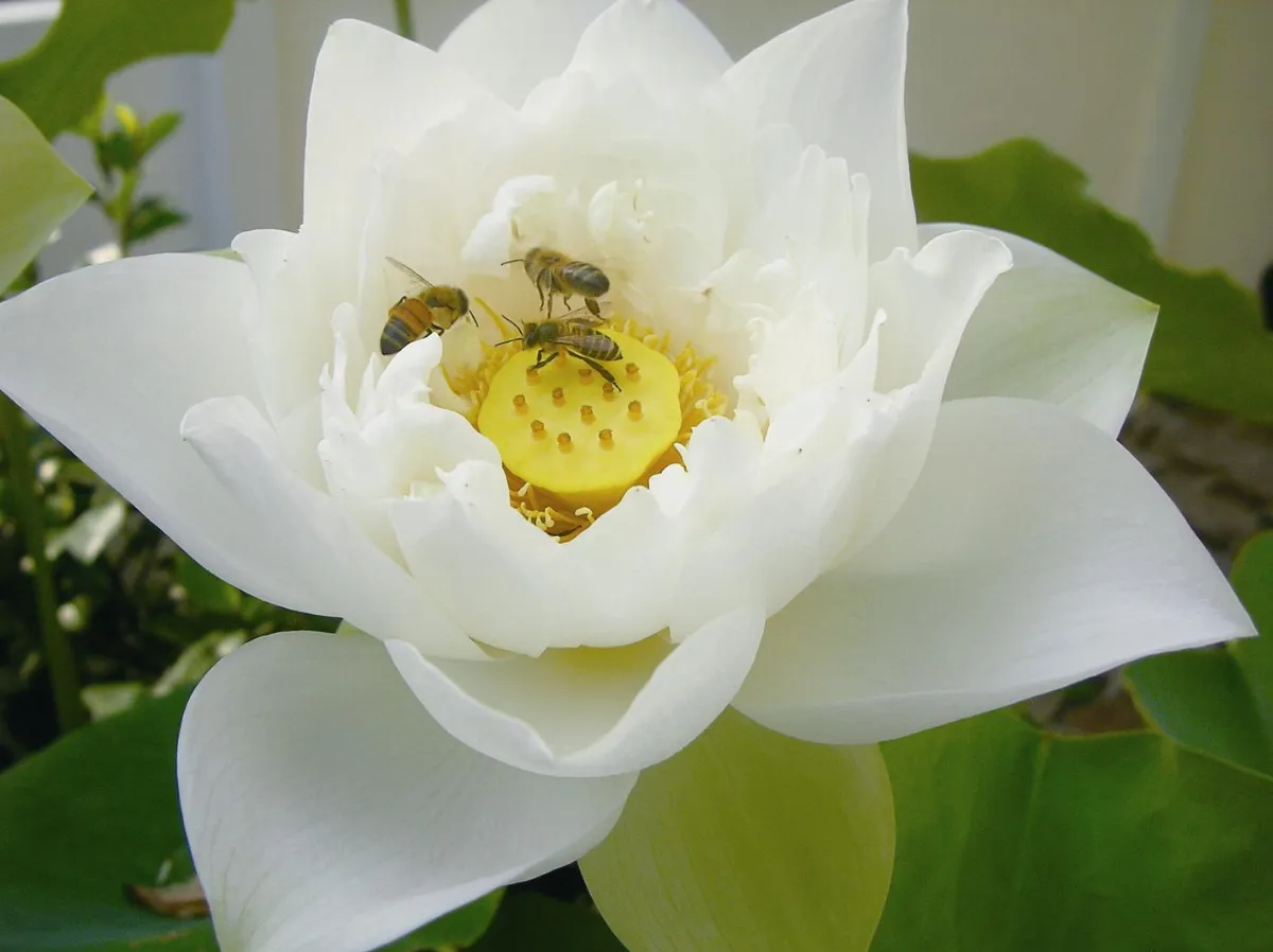 生活快門 蜜蜂忙採蜜