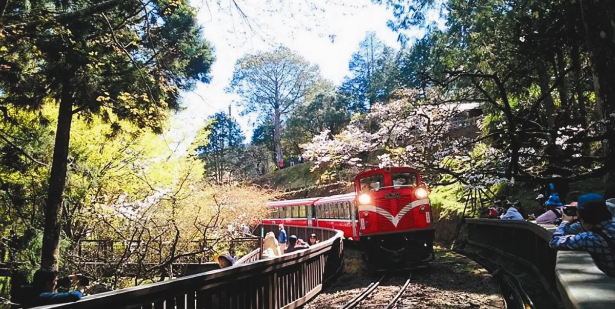 阿里山櫻花之旅