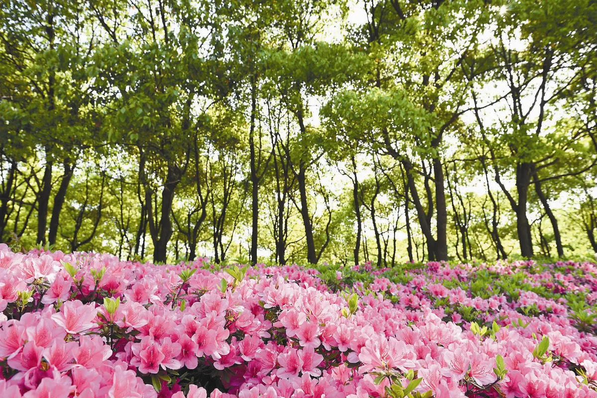 禪 音 紅塵禪煙