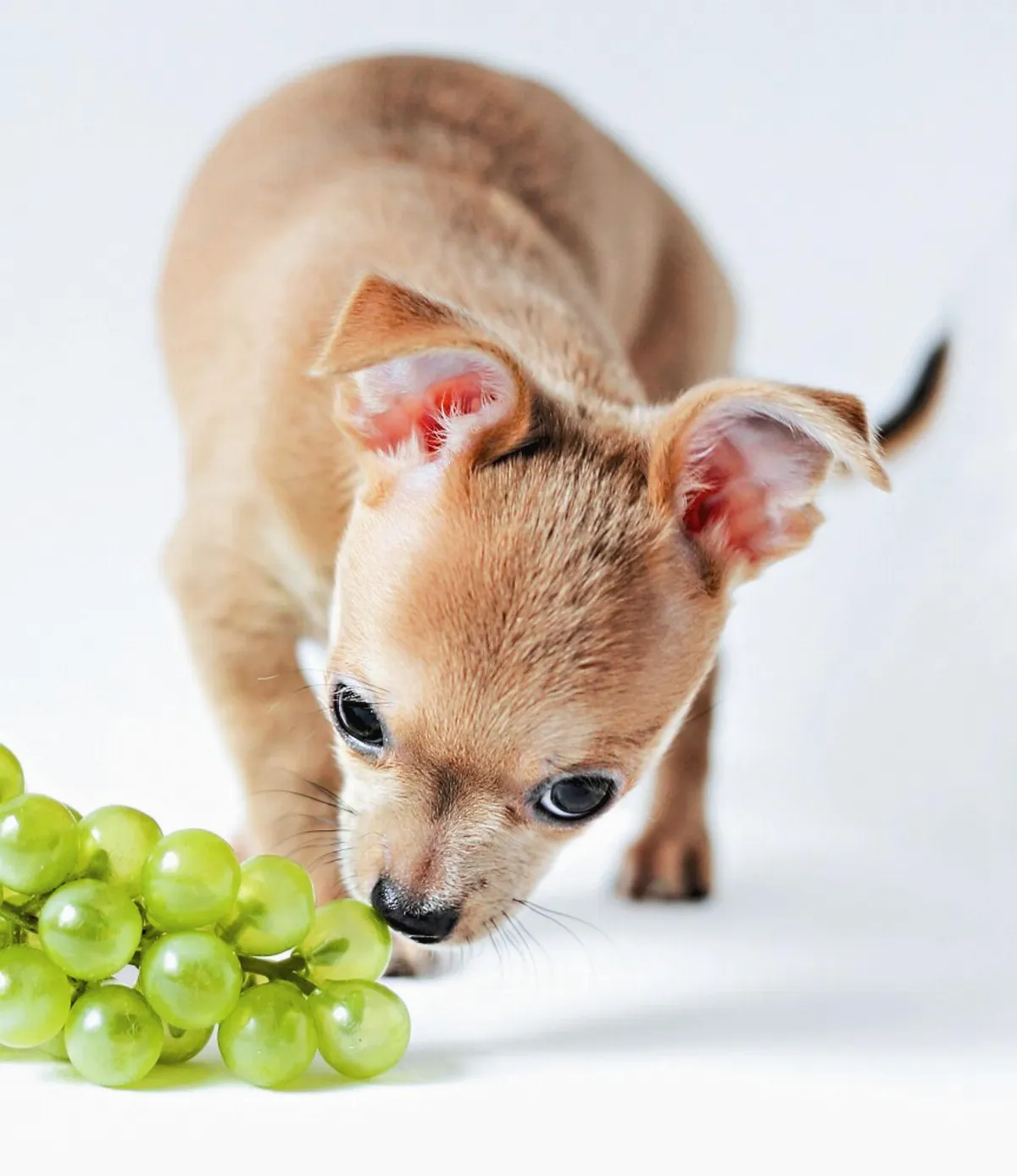 葡萄、巧克力 狗狗不能吃