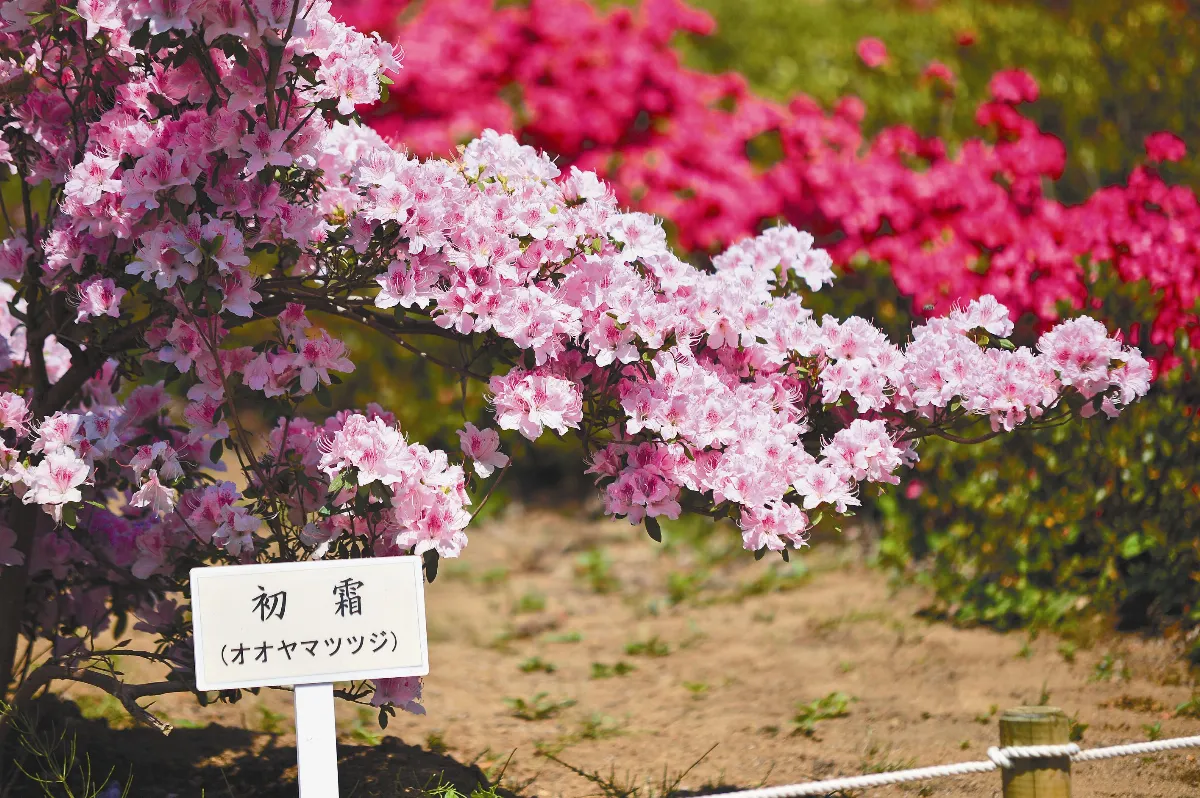 遊藝筆記 杜鵑啼處(下)