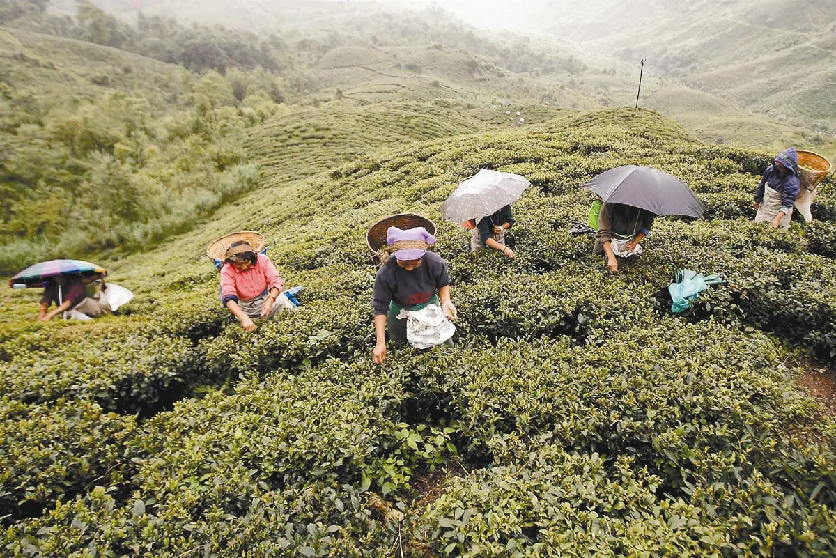 大吉嶺動亂 紅茶產量銳減9成
