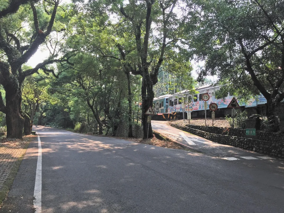 集集綠色隧道讓路 為樟樹減壓