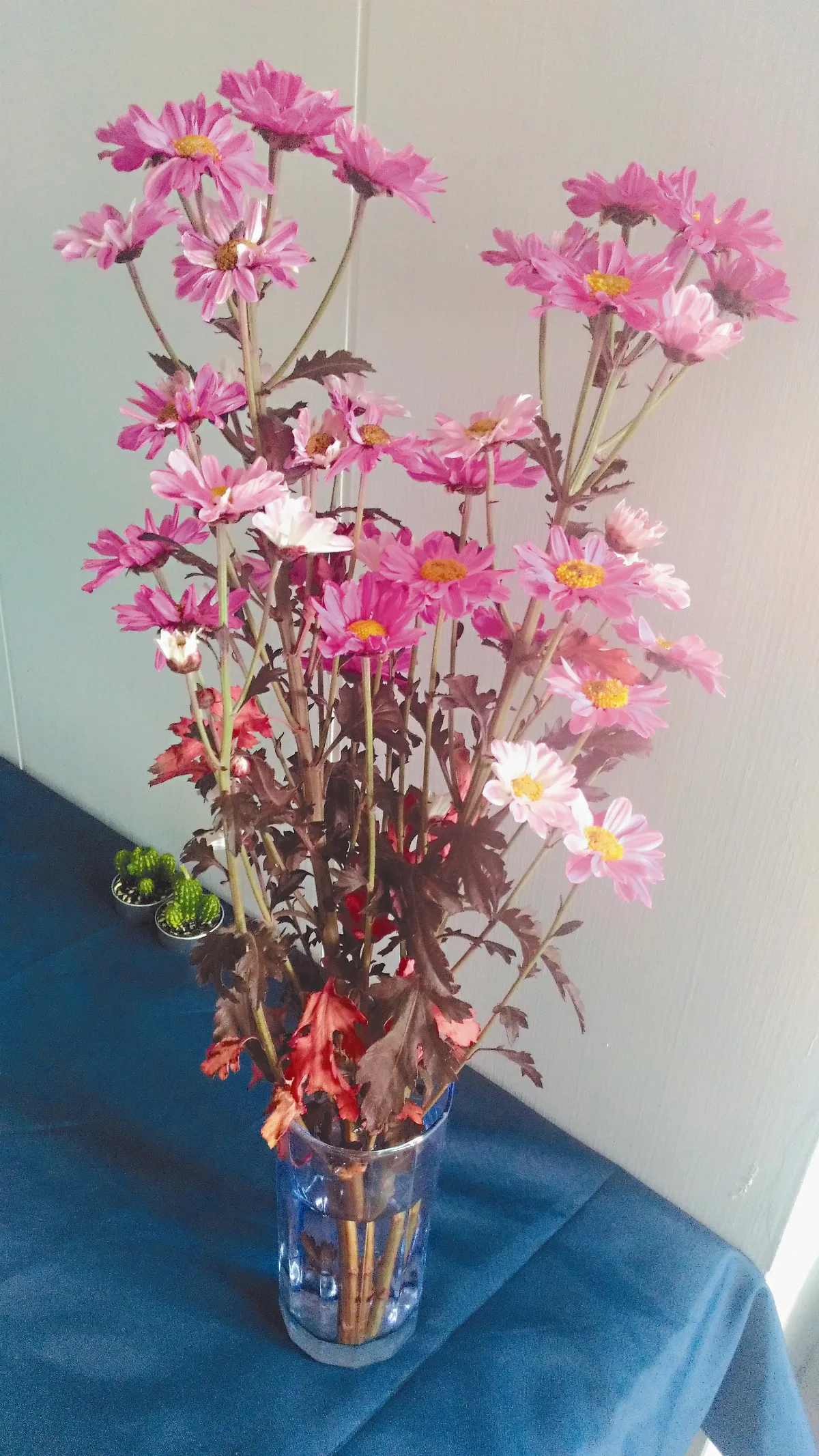 生命畫語  菊
