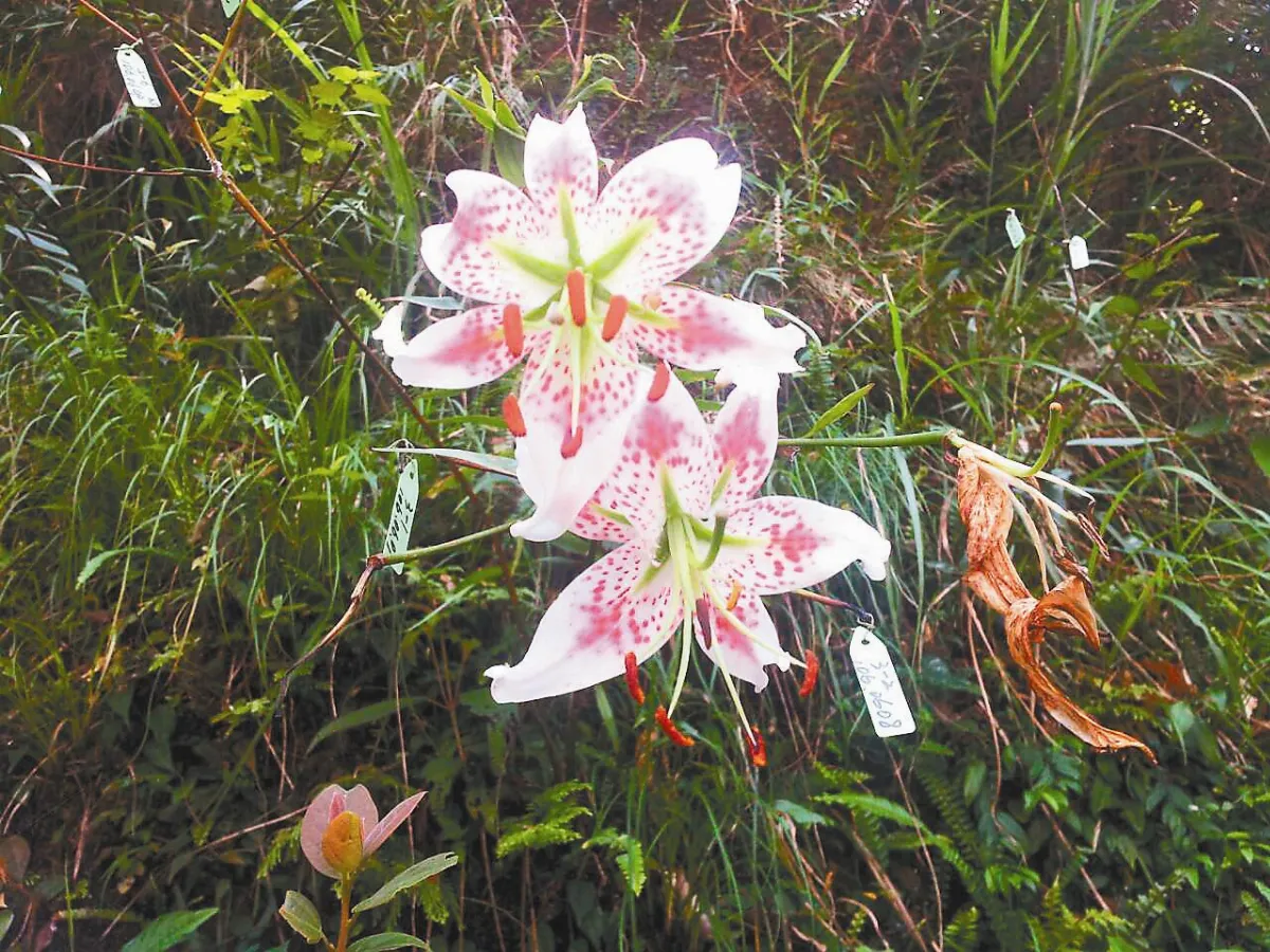 豔紅鹿子百合 平溪復育有成