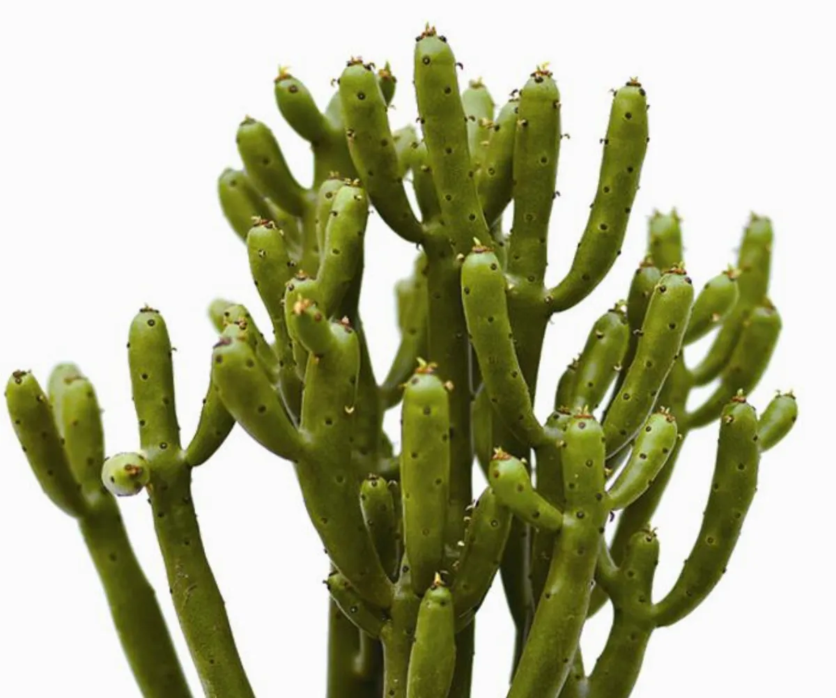 植物教室 綠珊瑚