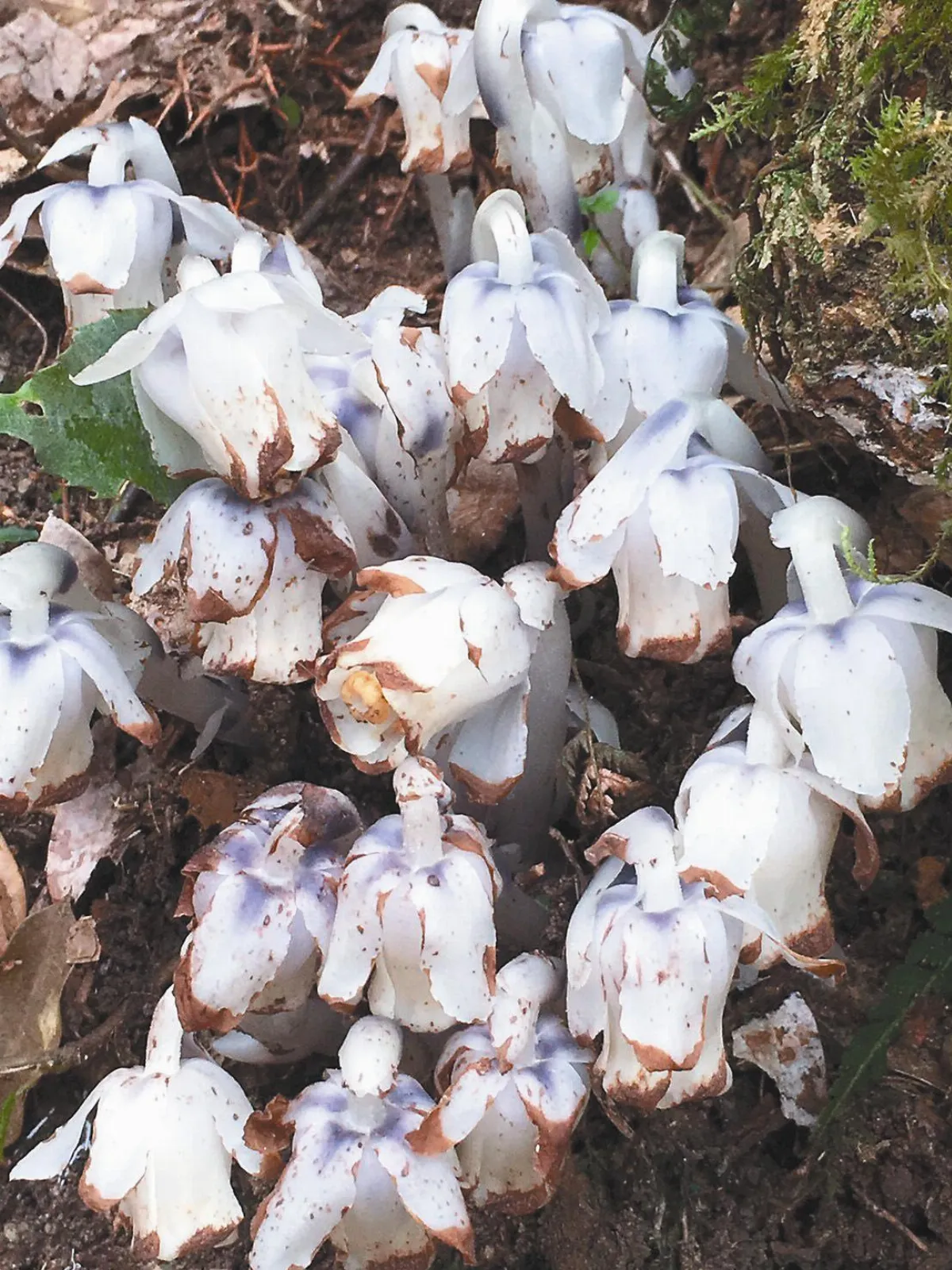 古坑深山 水晶蘭盛開迎客