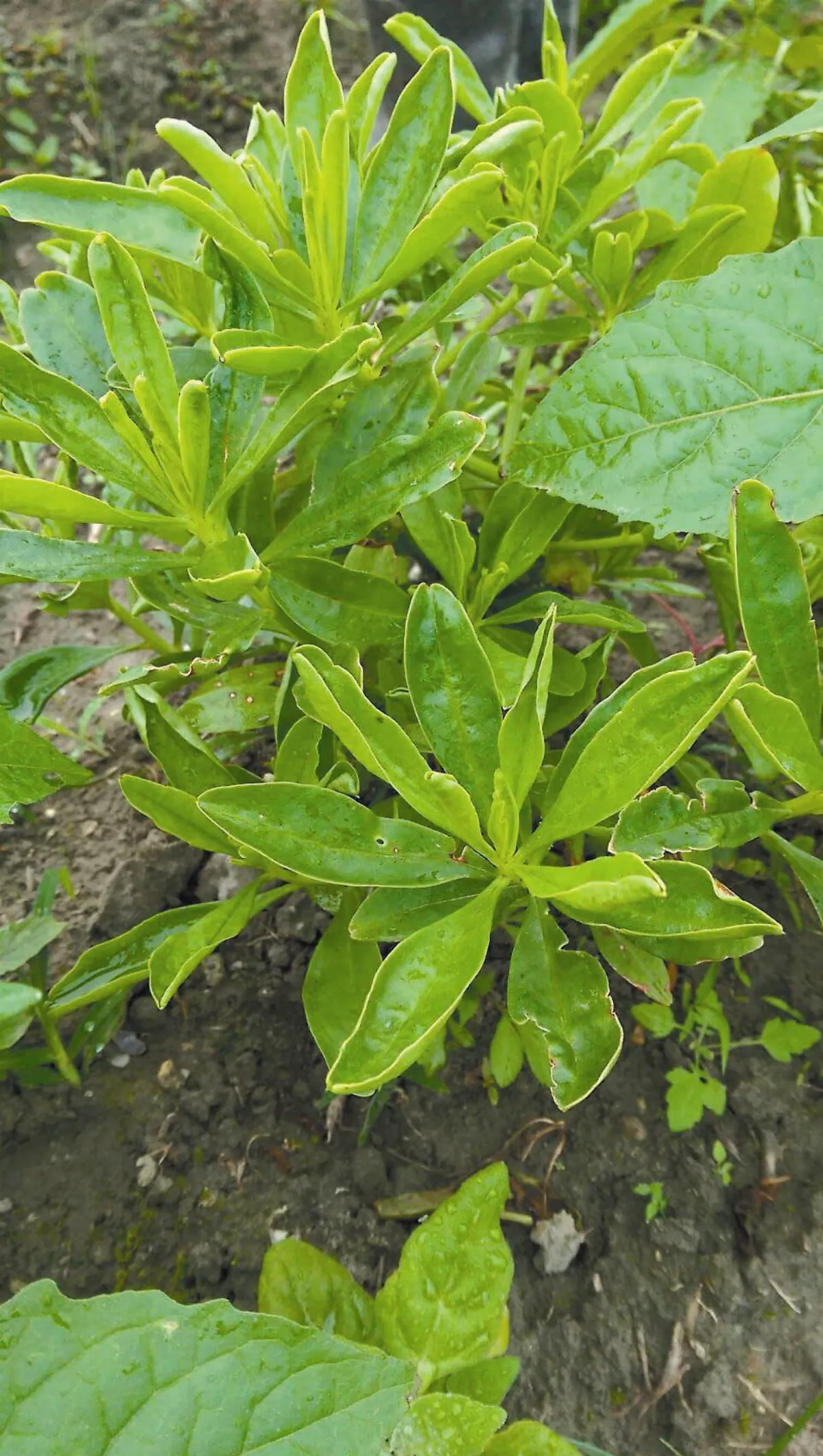 不是雜草！11種風味野菜上桌