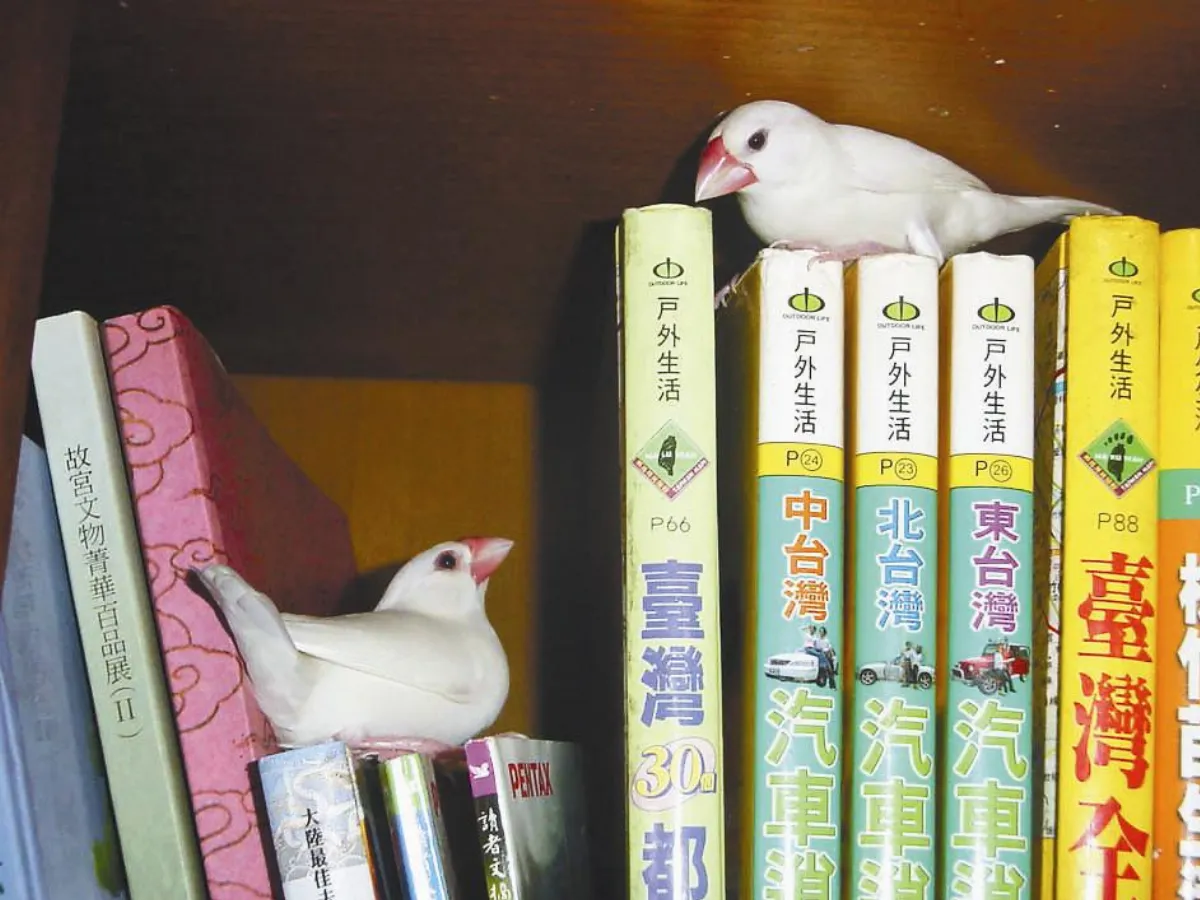 小品人間 書架上的文鳥