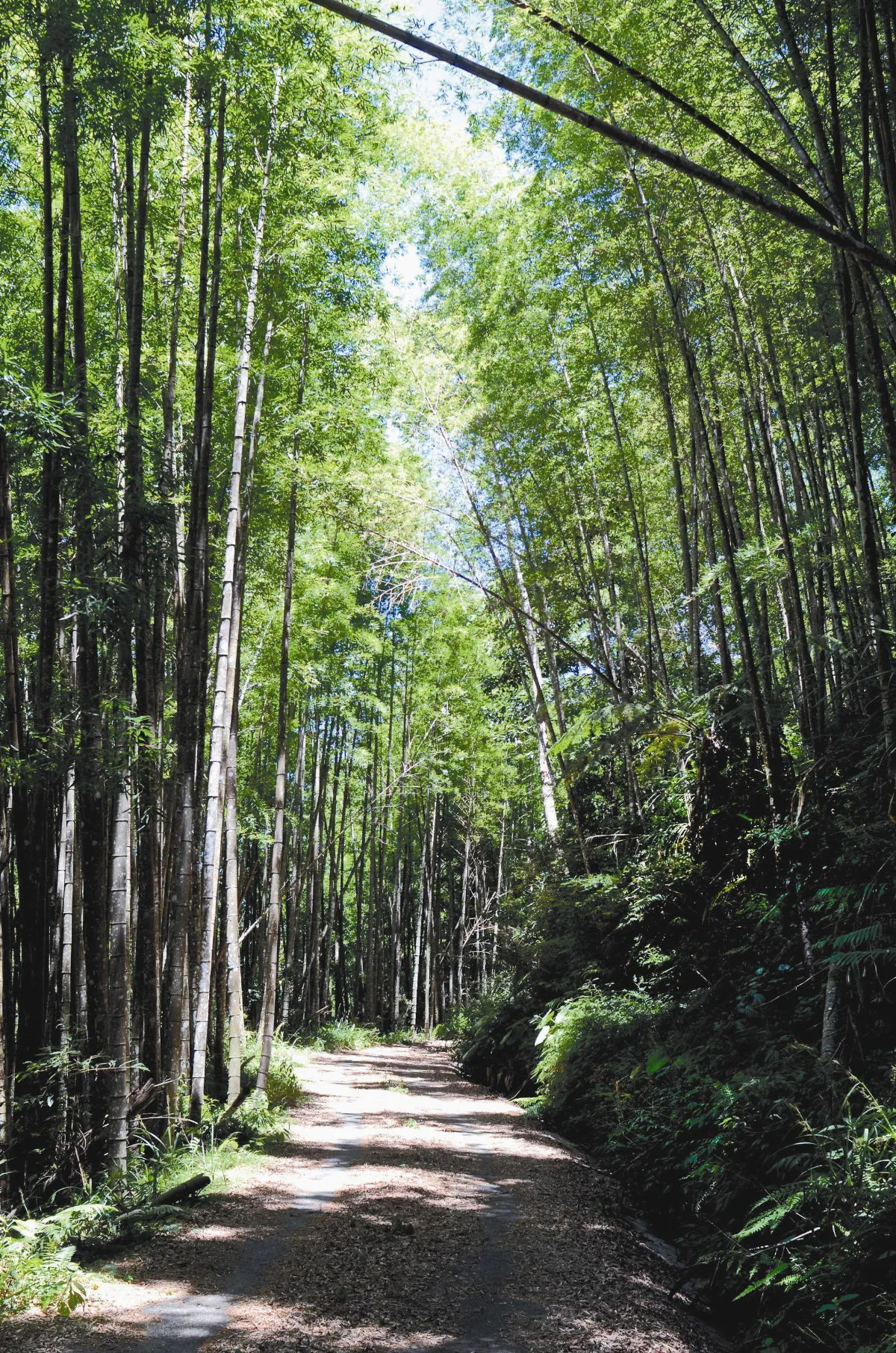 台東紅石林道 避暑祕境