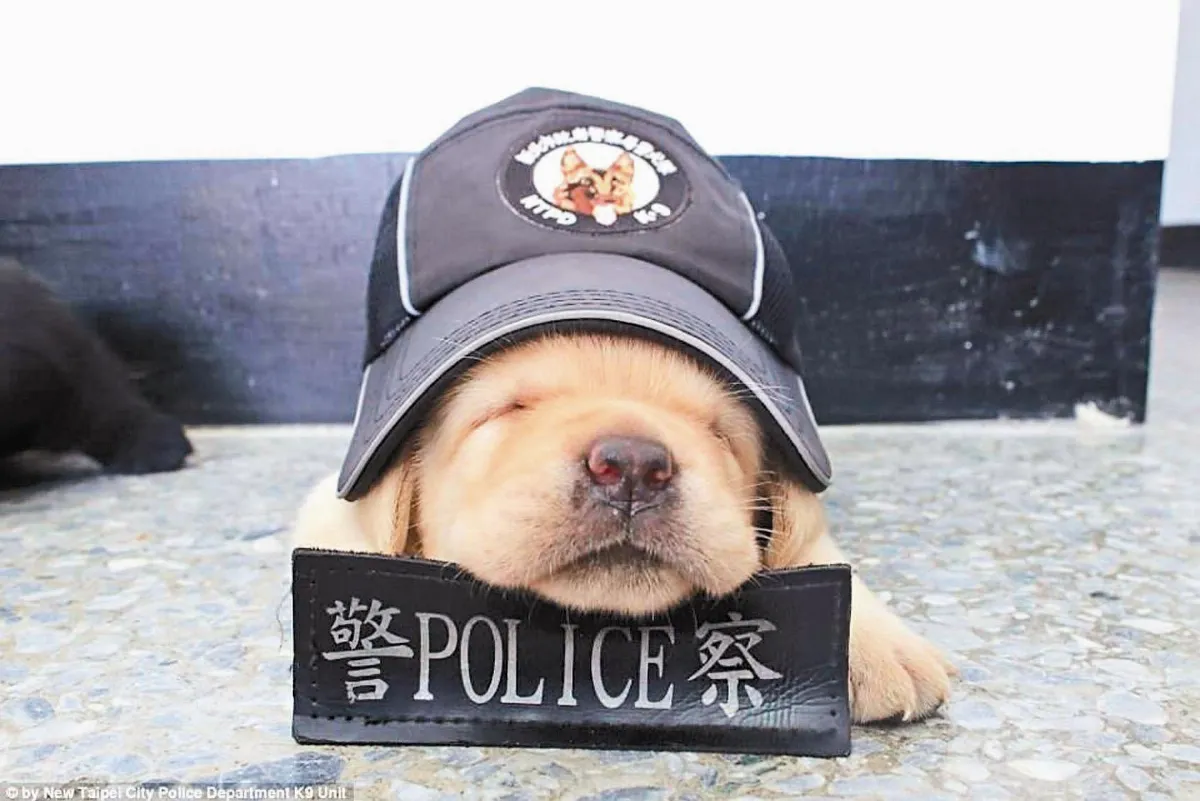 毛警察紅不讓 出勤像見面會