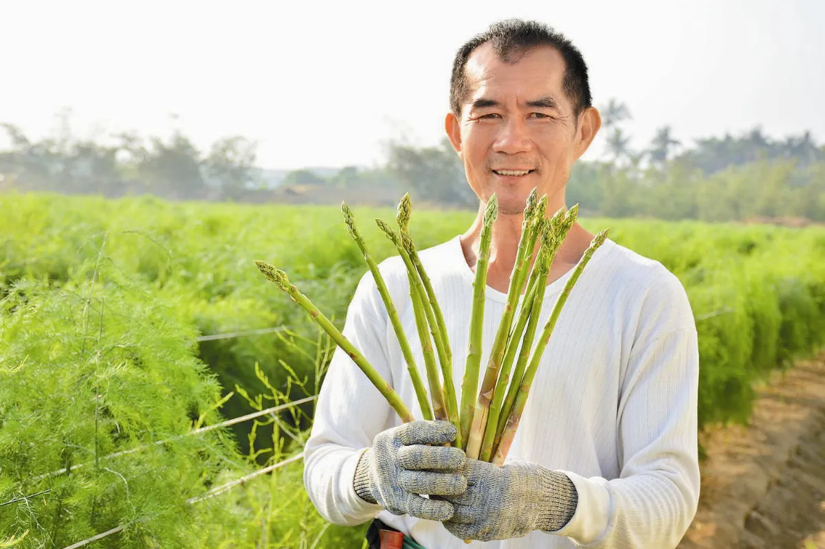 種蘆筍守弟弟 農夫故事有洋蔥