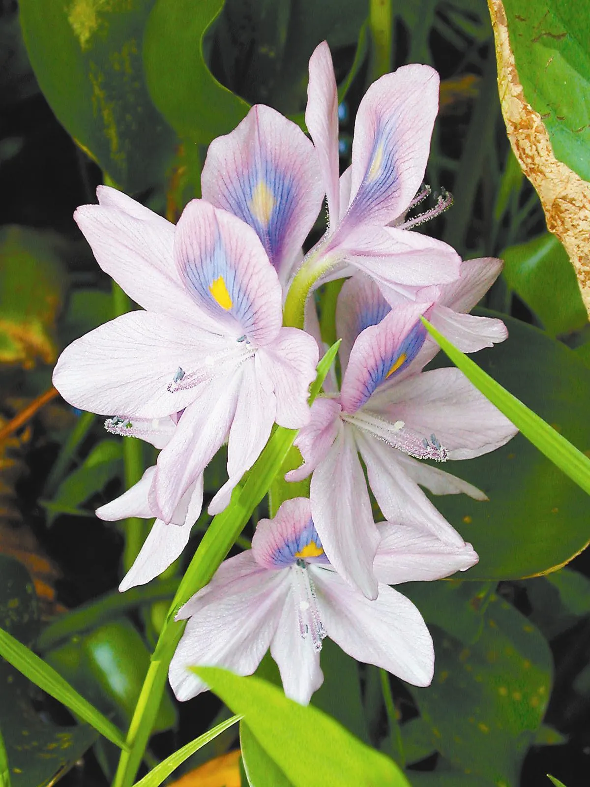 植物聯合國「鳳眼」布袋蓮