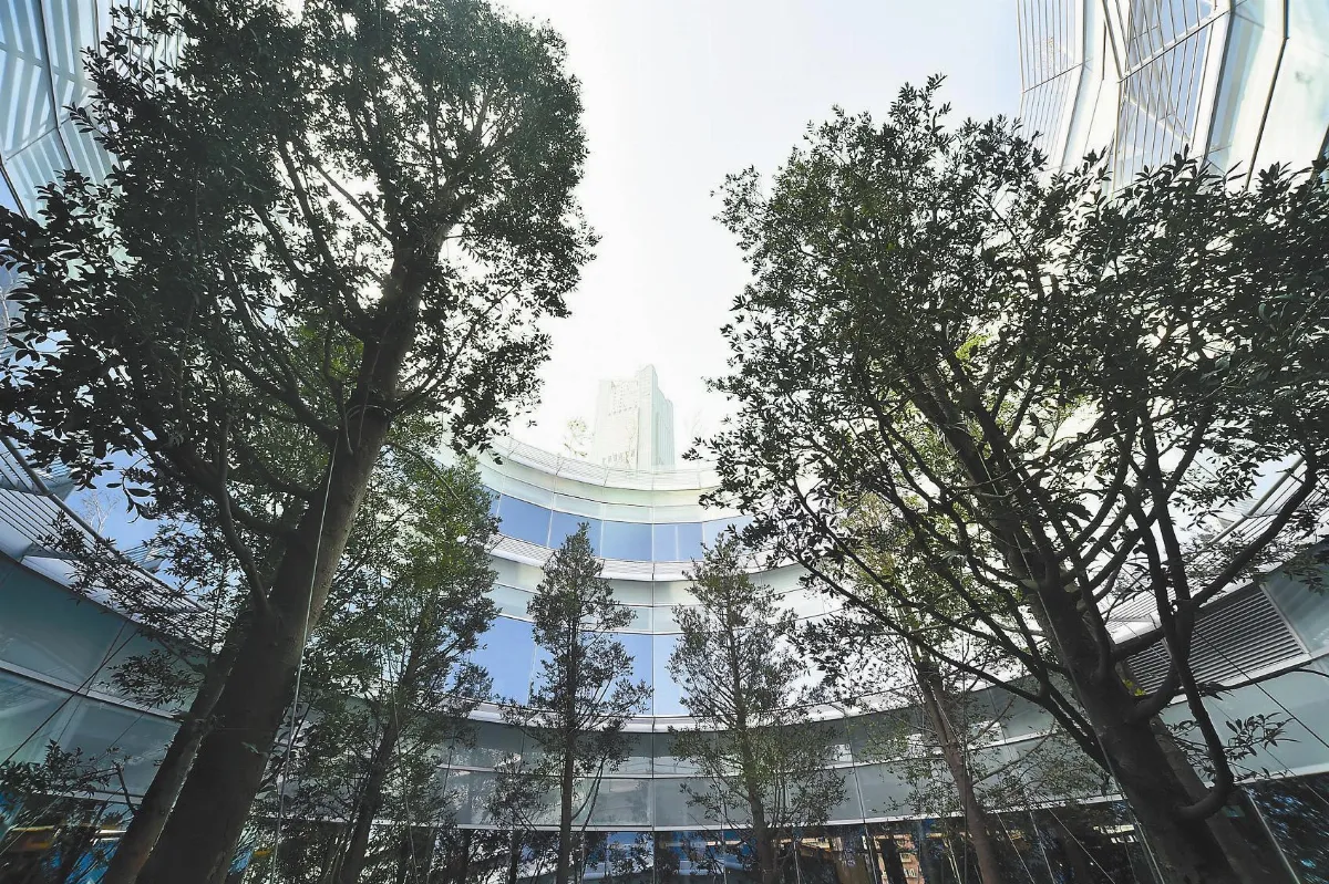 天井種樹 高市圖會呼吸