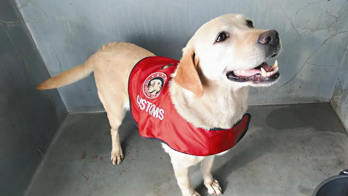 走私花樣百出 緝毒犬擴編防制