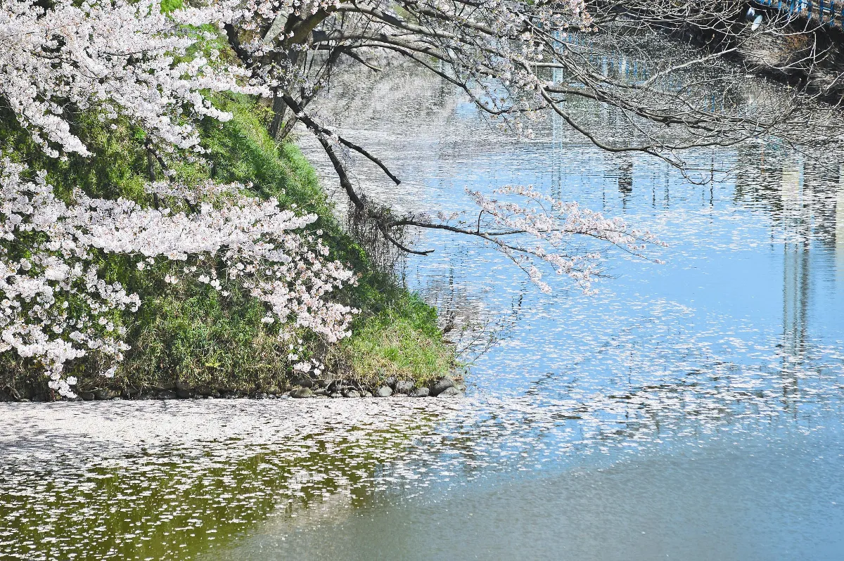 遊藝筆記 落花時節