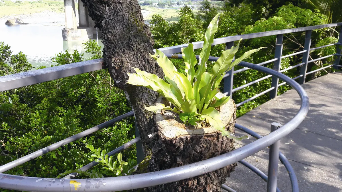 生活快門 好特別的盆栽