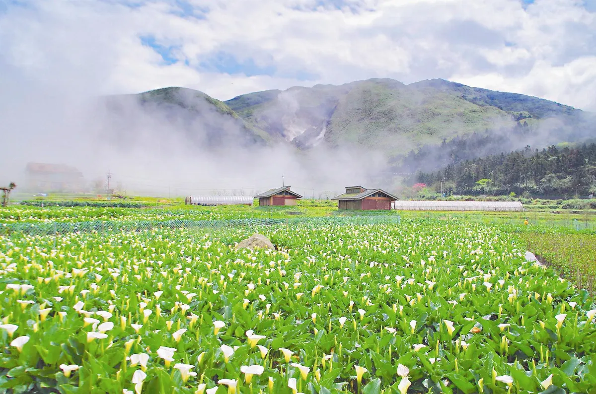 金牌農村竹子湖 參加全國賽