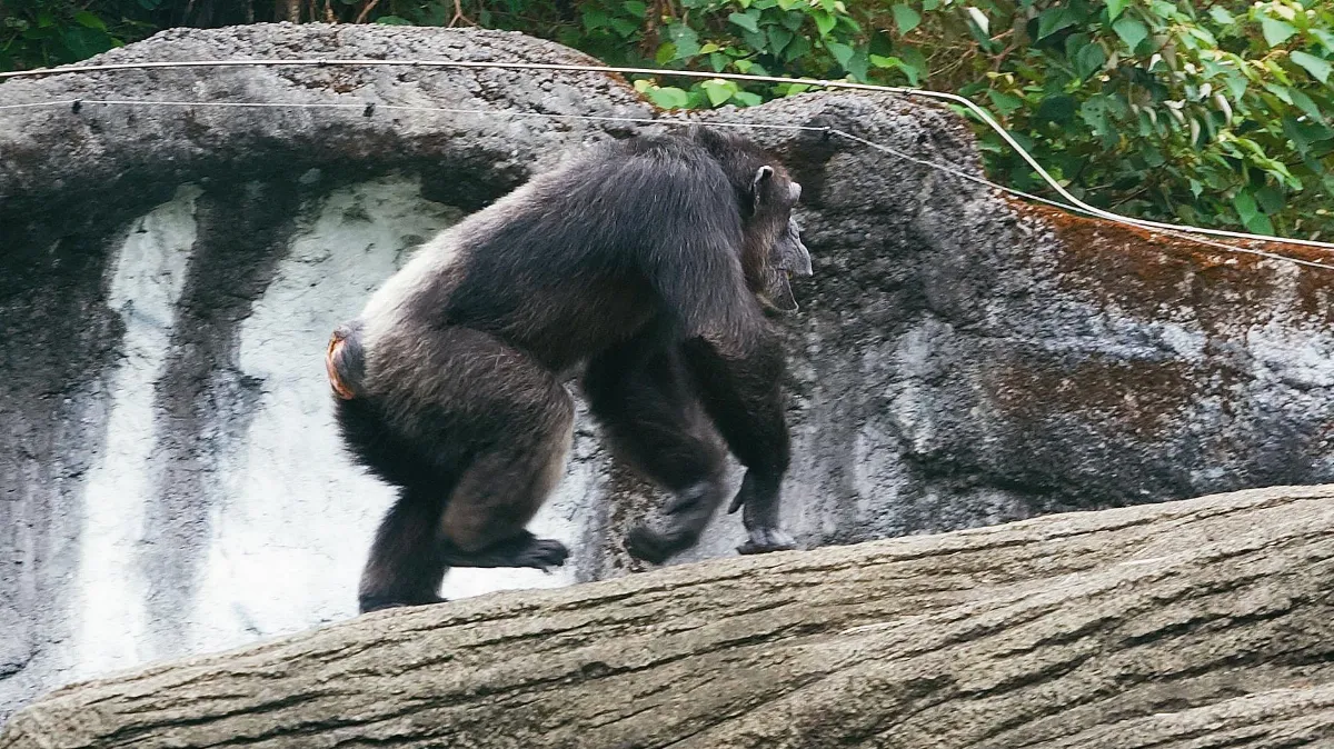 黑猩猩出園逛街 遊客嚇飛