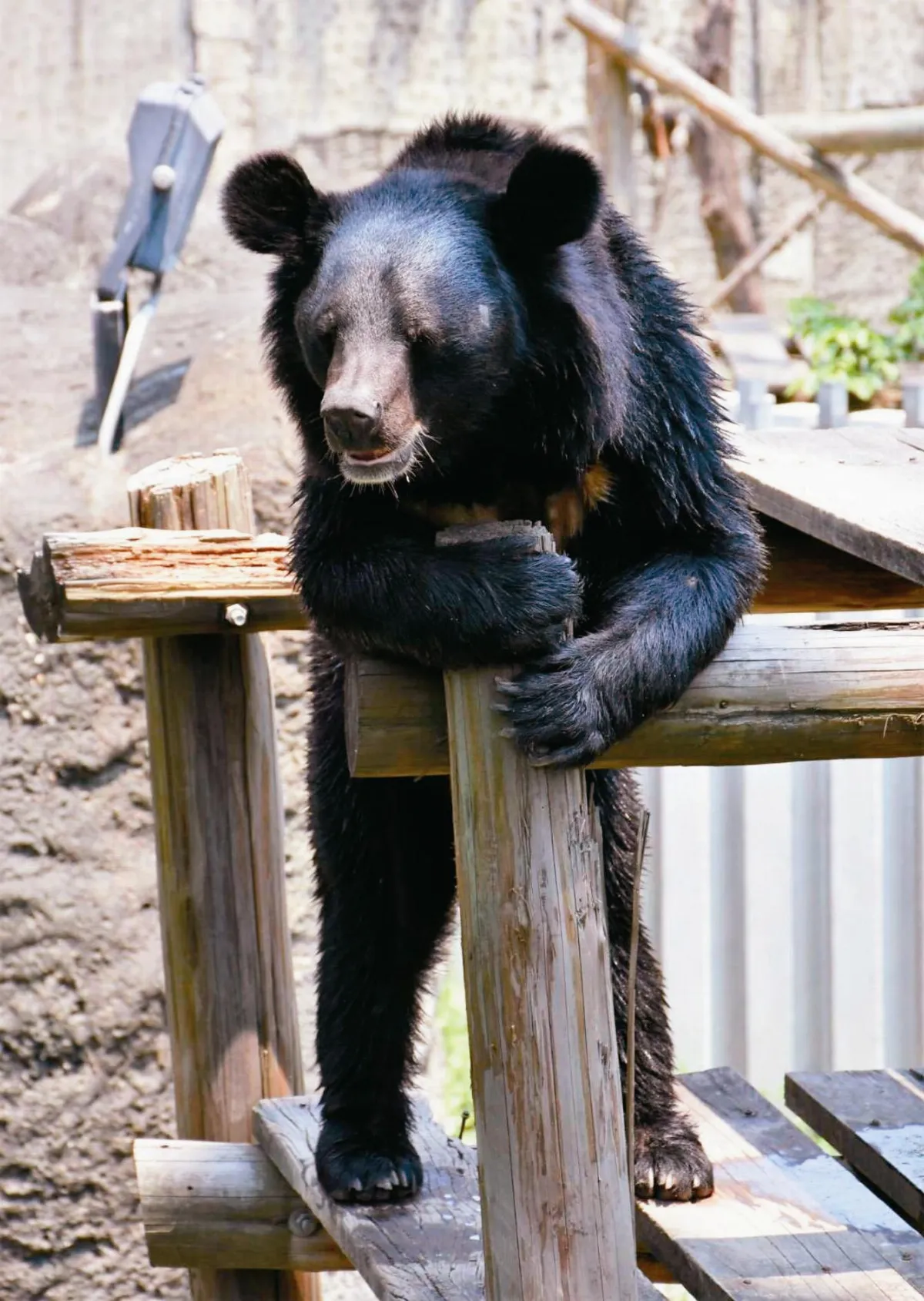 台灣動物逃脫史 蟒蛇、老虎都試過