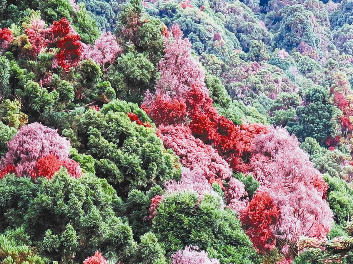 別再餵了！ 可愛松鼠變森林殺手