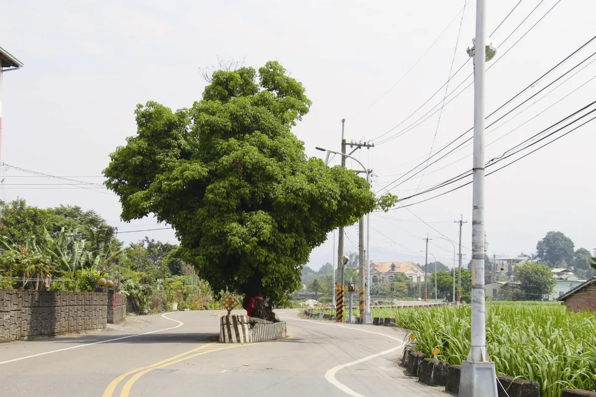 生活 快門 守護往來車輛的樹公