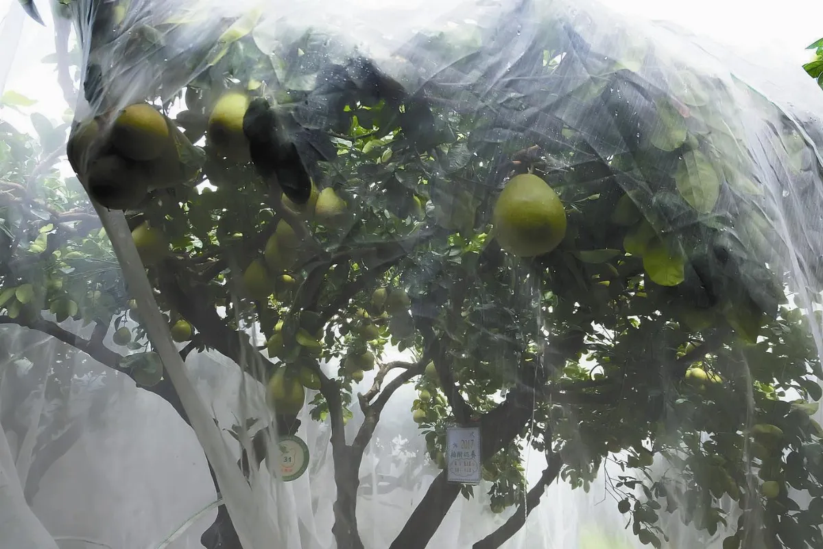 文旦披婚紗 無毒大豐收