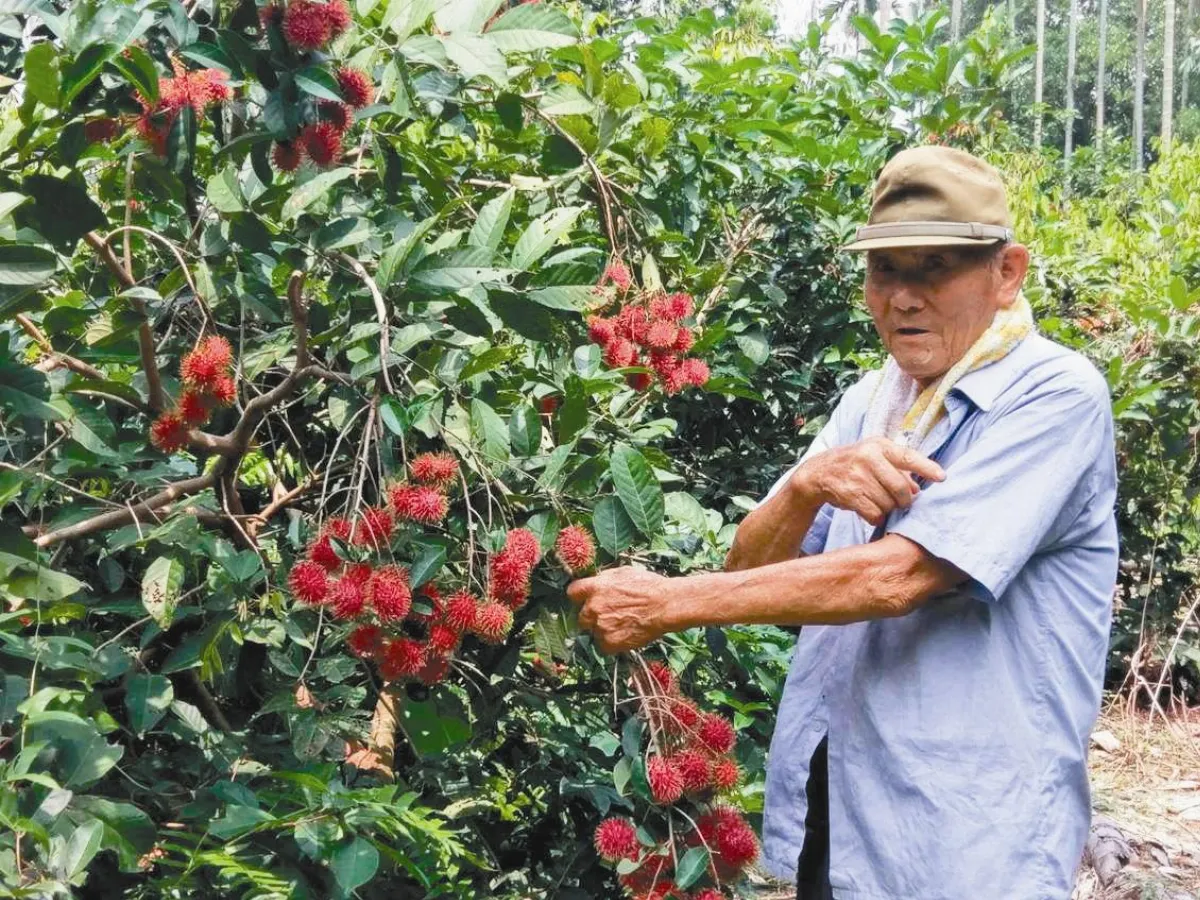 職人精神 8旬老農種出太陽果